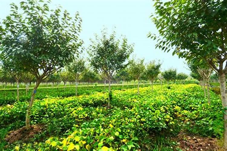 果树专用肥有哪几种,肥料烧根的补救办法