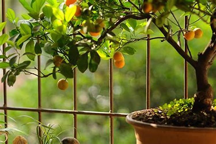 滑皮金桔掉果背后的原因是什么？