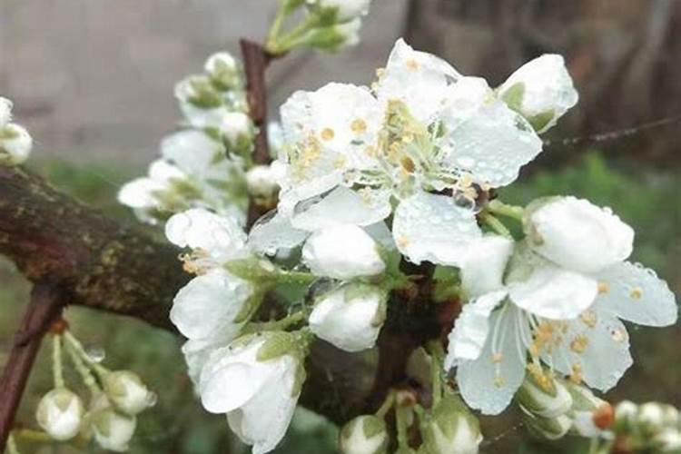果树保花保果喷什么叶面肥结果多？果树膨果期用什么复合肥好？