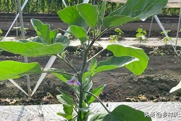 金钱草叶子发黄什么原因(金钱草有黄叶干了补救处理)