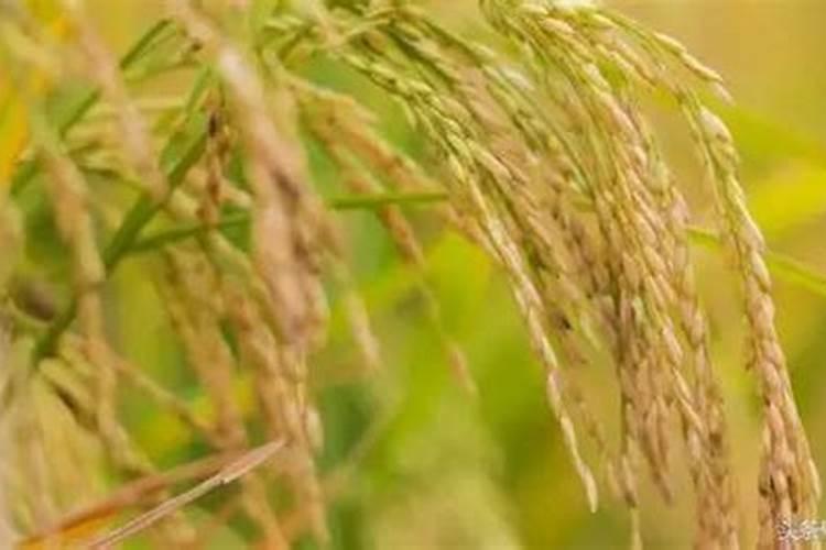芸苔素内酯可以滴灌冲施吗一亩地冲是多少？