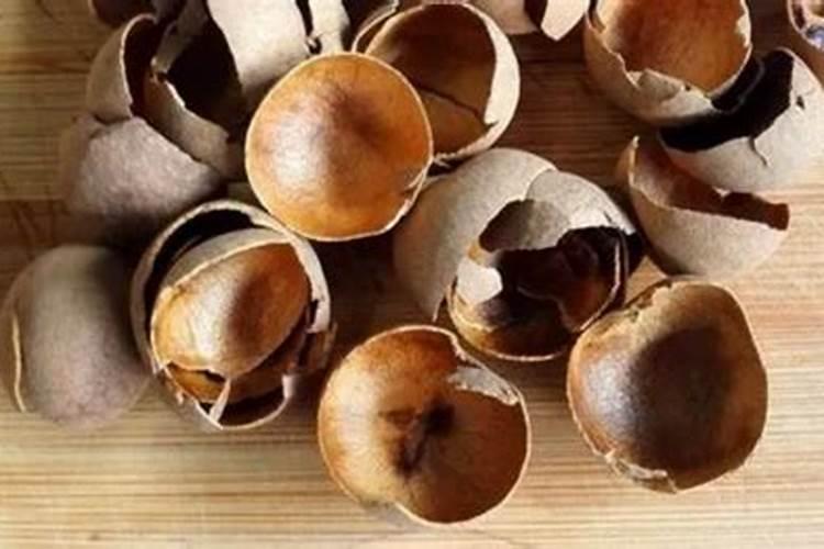 桂圆可以给白菜苗当养分吗？
