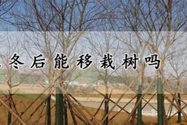 怎么判断月季要施肥了