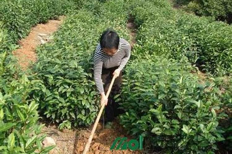 茶叶叶面肥什么时间吸收最好？