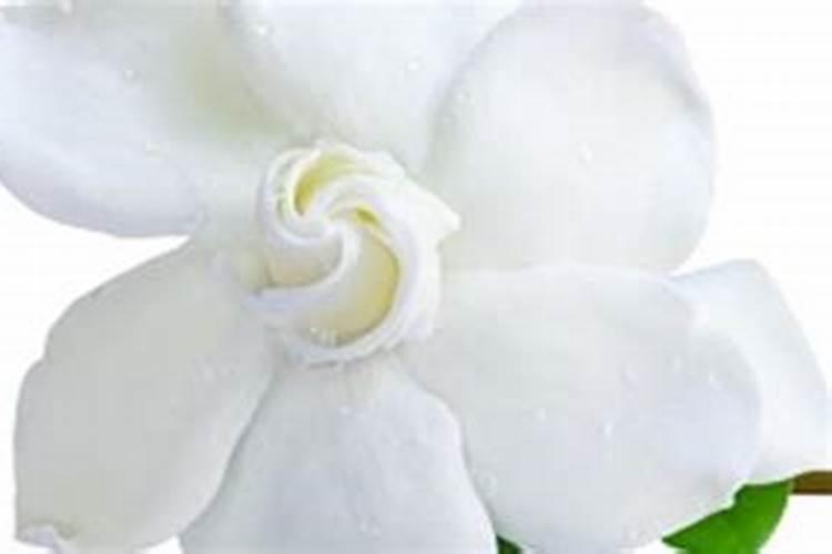 栀子花花期需要施肥吗