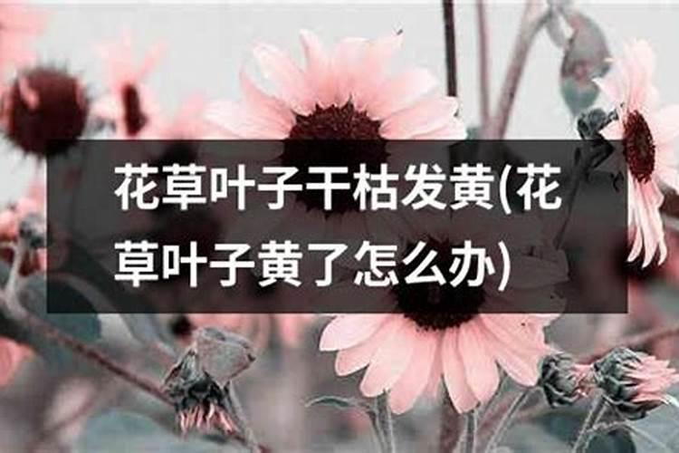 养花只长叶子不开花怎么回事  花叶子发黄用什么肥料