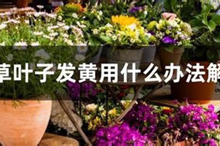 种花草用什么肥料最好