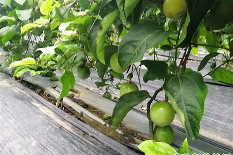 百香果什么时候施肥 种植百香果什么时间施肥最好