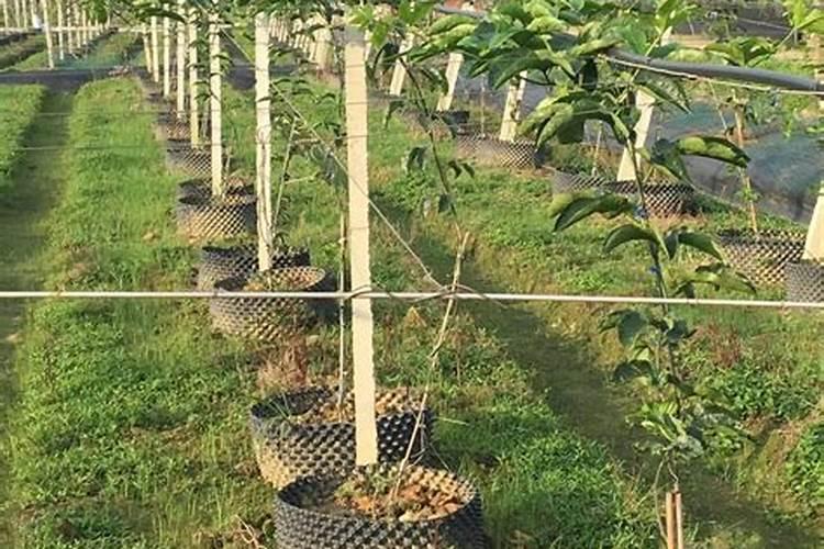 百香果什么时候施肥 种植百香果什么时间施肥最好