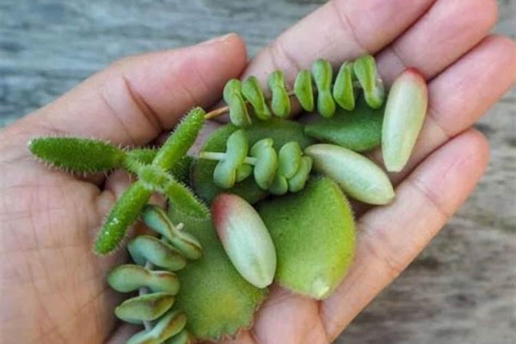 作文:写一种植物或动物、物件。要写清楚它们的特点和用途,600字以上,题...