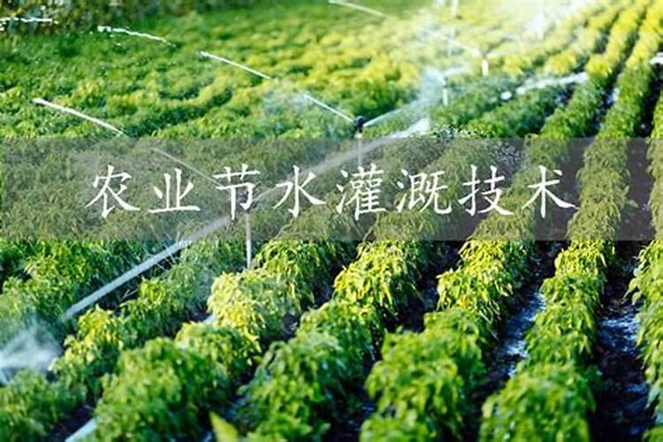东魁杨梅种植过程中发生缺锌怎么办