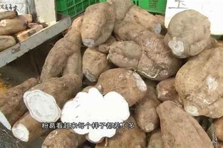 粉葛怎样种植才长得大条