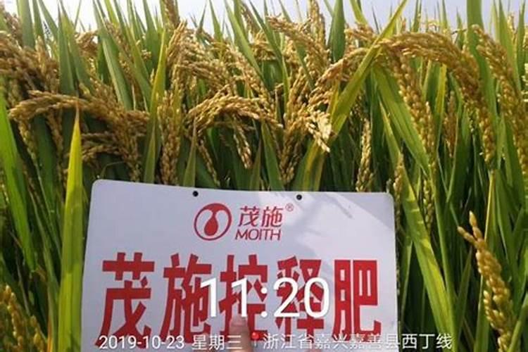 如何用韭菜种子种植韭菜