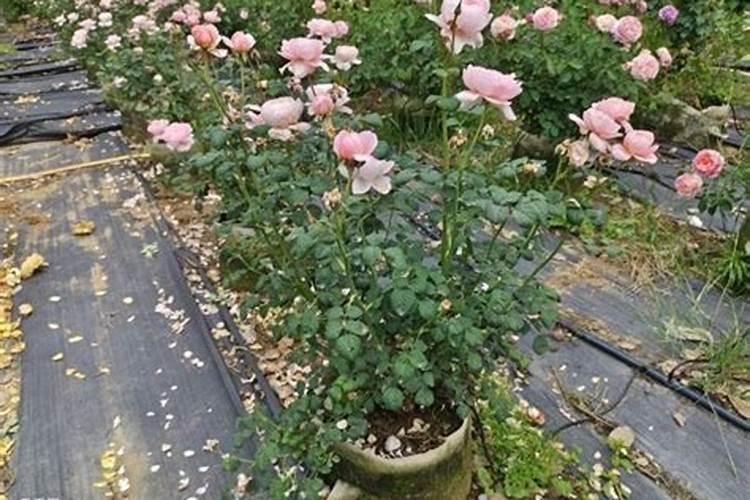 月季花哪时候施肥比较好 月季花什么时候施肥