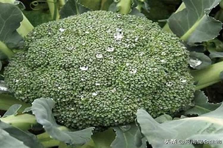 果树如何合理施用水溶肥