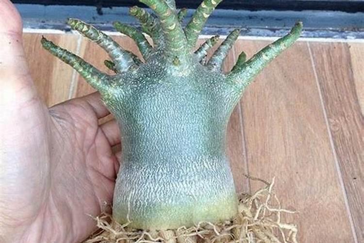 植物得黄叶病是缺什么？
