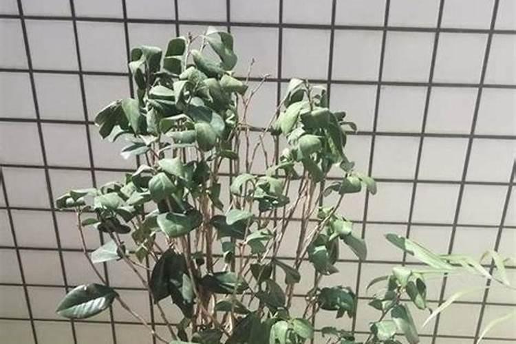 龙血树浇水的正确方法