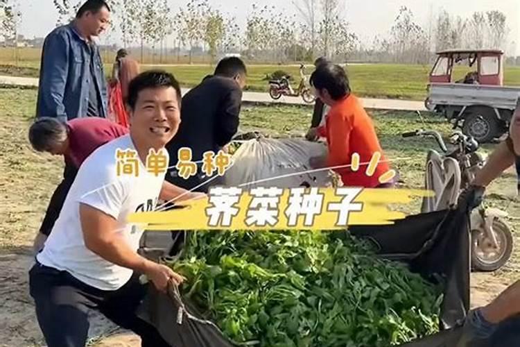 水种芥菜种植方法