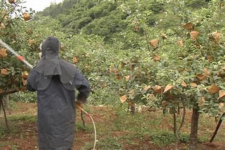 早熟苹果打什么药
