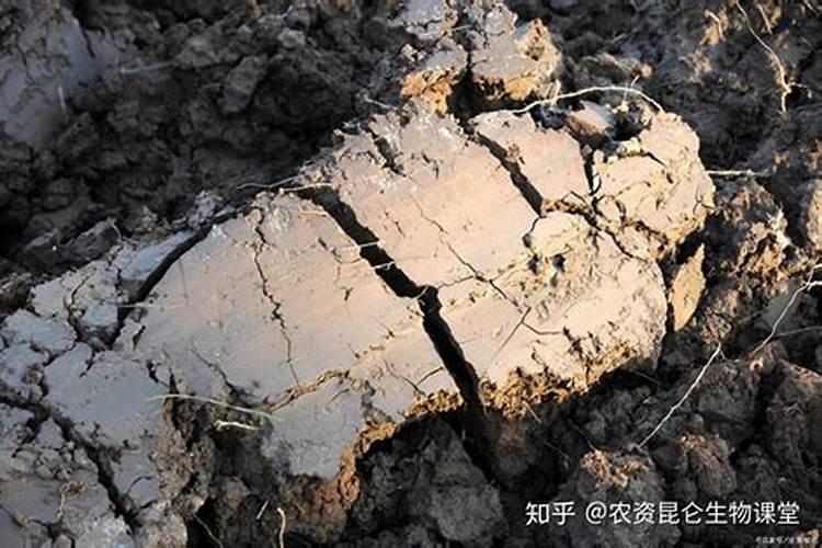 怎么能去掉碱地里的硝