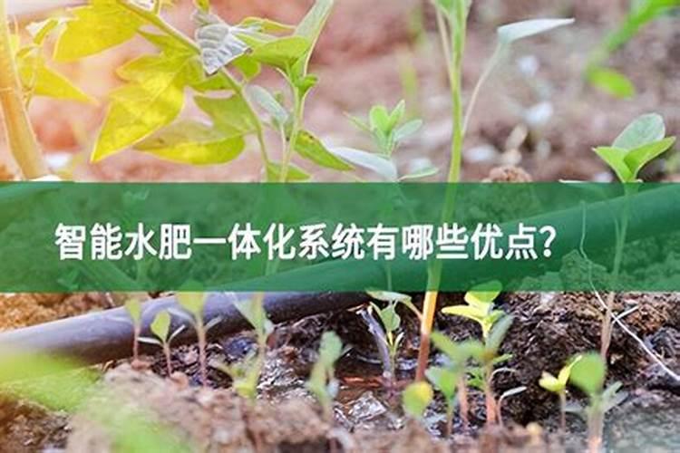 有机氮肥有哪几种 肥料混施要注意哪些问题