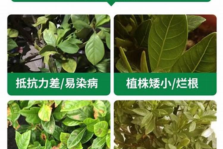 氮肥类化肥有哪些呢？