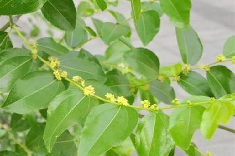 灰枣花期可以打钙镁硼锌铁肥吗