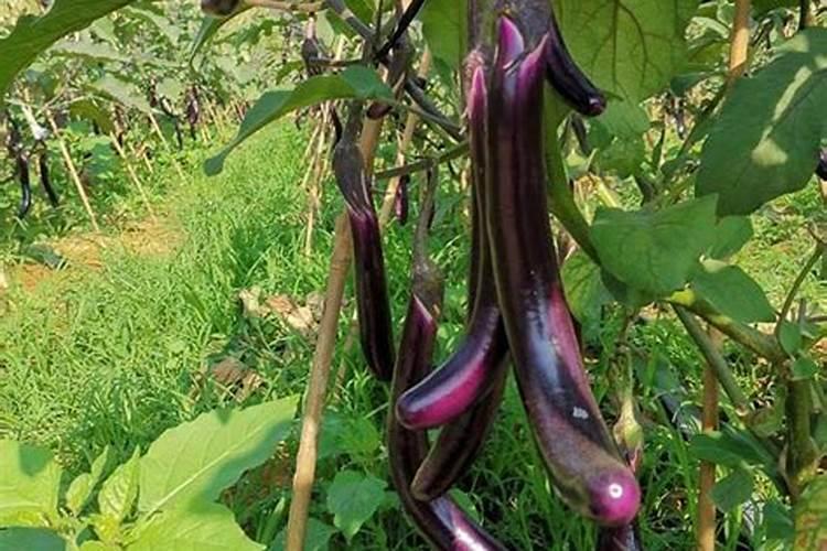 大姜种植后头两次浇水应怎么冲施肥料？