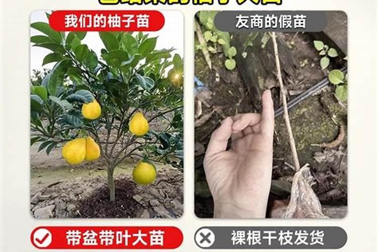 新种柚子树下面放什么底肥