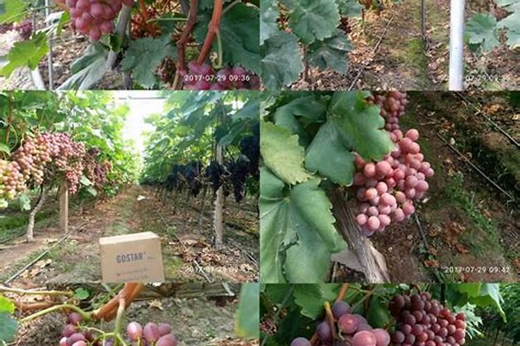 葡萄转色期可以使用硝态氮的水溶肥吗？