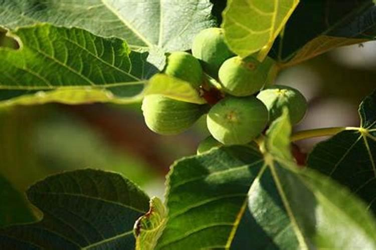 无花果树施什么肥合适