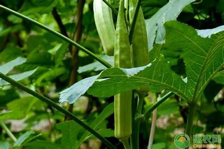 蔬菜叶面肥怎么用？ 苯甲.丙环唑果树黑星病、叶斑病及斑点类病害效果佳...