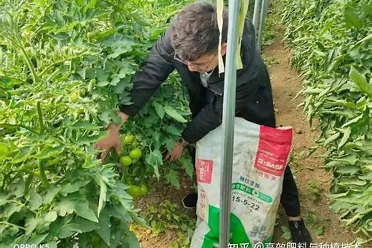 进入高温多雨的夏季,蔬菜出现黄叶、长斑、卷叶,应该怎样防治？