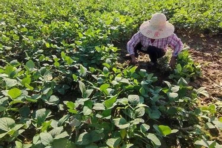 豆角叶面肥有哪些？给豆角喷施什么叶面肥效果好呢？