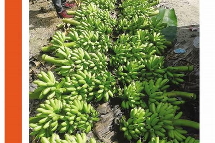 香蕉南天黄品种种植特性