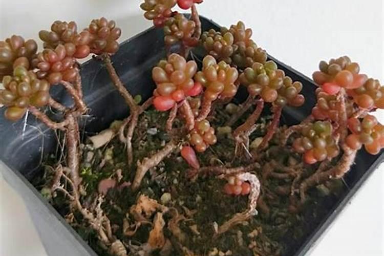 茶花花苞期怎么施肥