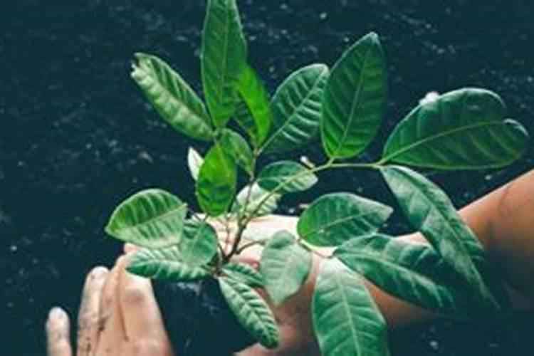 西红柿叶茎可以喂养淡水鱼吗？