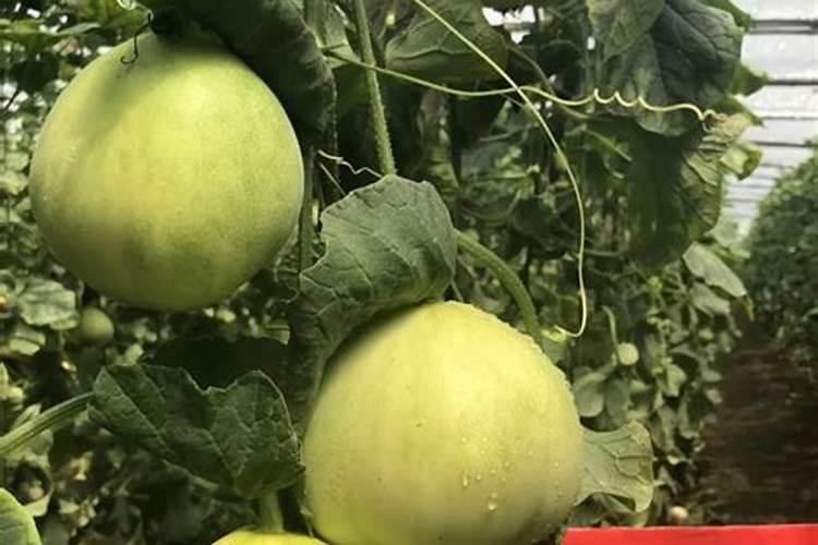 水溶肥不开袋放多长时间