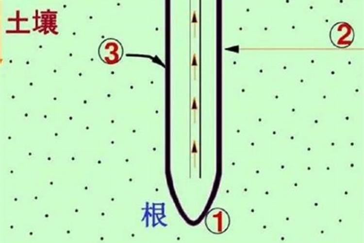 网上买的老桩月季长白根了能养活吗？