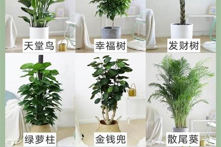 绿植叶子掉落施什么肥  室内植物一般施什么肥