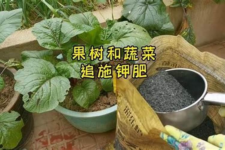 生菜叶片增厚用什么叶面肥