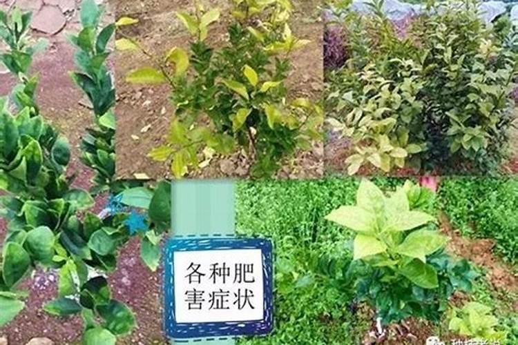 冬季青枣开花坐果可以喷点什么？