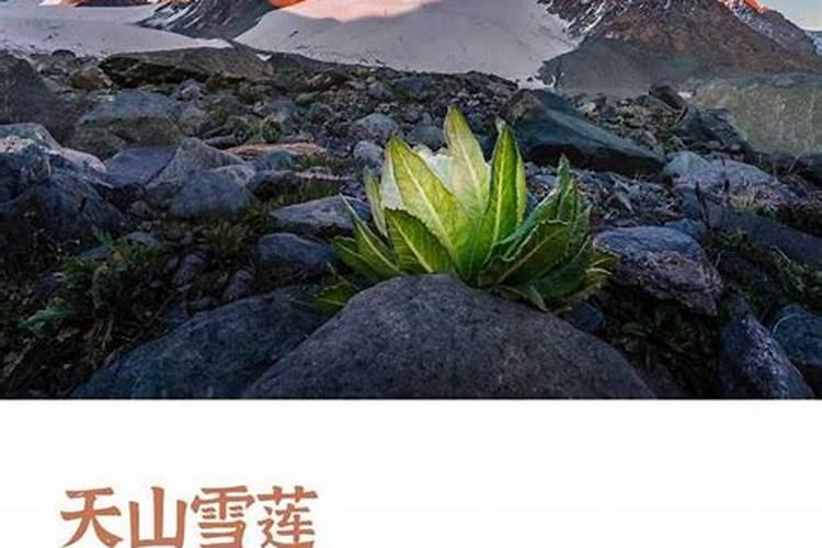 葡萄树打上草药？有什么补救吗