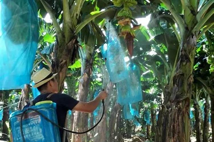 断肠草喂猪一般可喂几天？要注意什么问题？