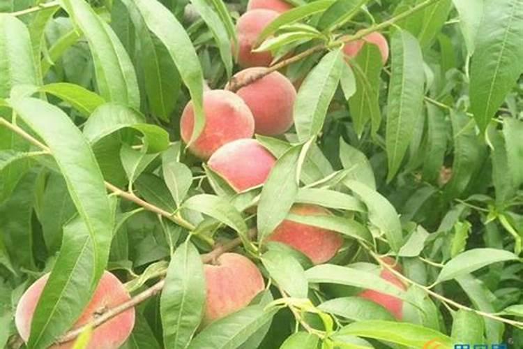 磷肥可以施在什么植物上