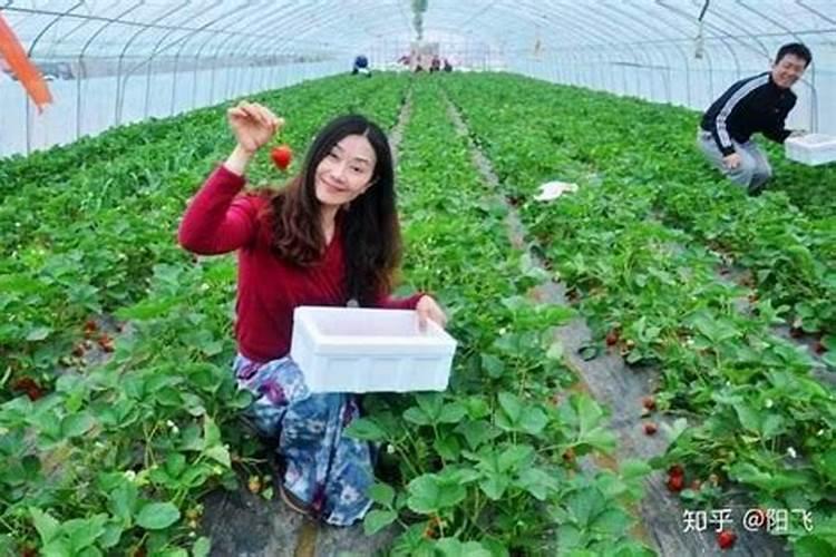 盆栽草莓怎么施肥