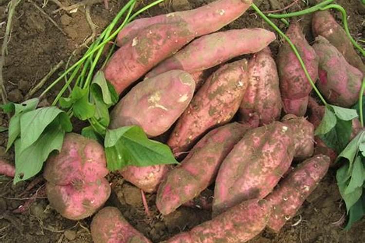 三种常用杀菌剂百菌清、多菌灵和甲基托布津该如何科学使用？