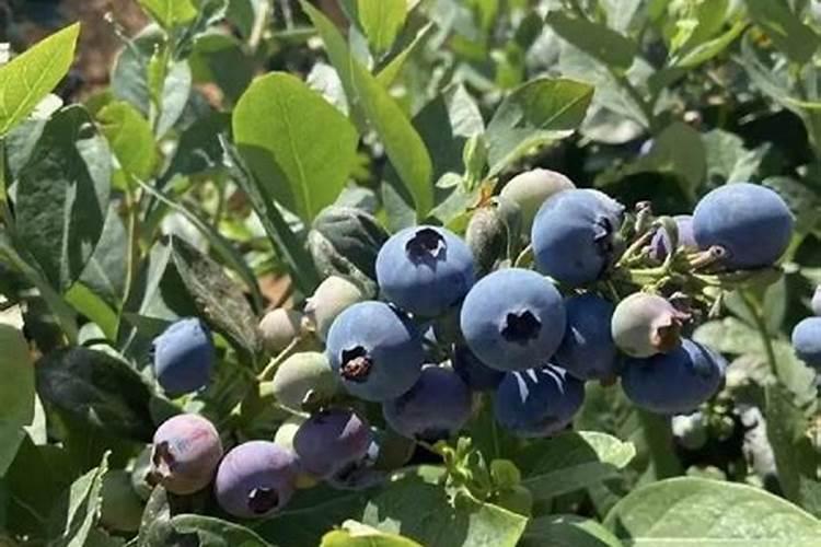 蓝莓是忌氯植物可以使用亲土一号水溶肥料吗？