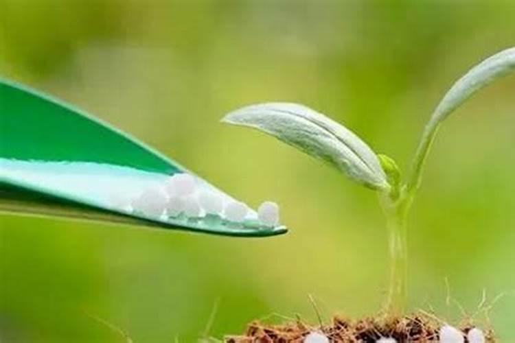 桂花应该怎么种植啊？