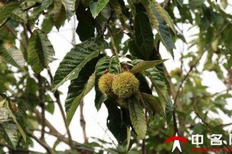 l5k水能配比多少奥丰钙镁硼锌铁量才最好效果好？